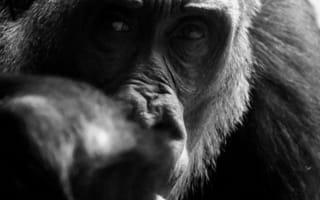 Картинка животные, животное, природа, обезьяна, примат, черно-белый, черный, монохром, монохромный