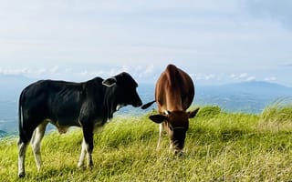 Картинка животные, животное, природа, корова, рогатая, пара, двое, гора, луг