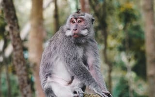 Картинка животные, животное, природа, обезьяна, примат