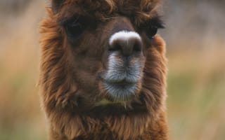 Картинка животные, животное, природа, лама, морда, пушистый, мохнатый, смешной