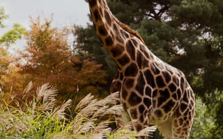 Картинка животные, животное, природа, жираф