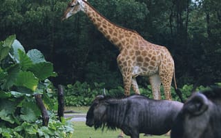 Картинка гну, антилопа гну, животные, жираф, животное, природа