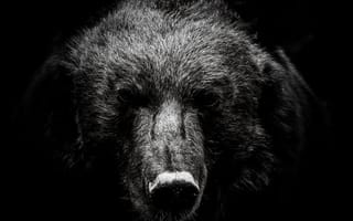 Картинка животные, животное, природа, медведь, морда, черный, темный