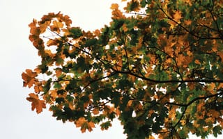 Картинка осень, осенние, время года, сезоны, сезонные, дерево, ветка, лист, растение