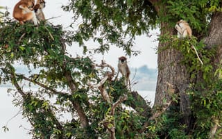 Картинка животные, животное, природа, обезьяна, примат, дерево