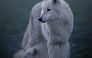 Картинка животные, животное, природа, волк, дикий, хищник, ночь, темнота, белый