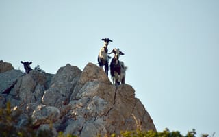 Картинка коза, животное, животные, природа, скала