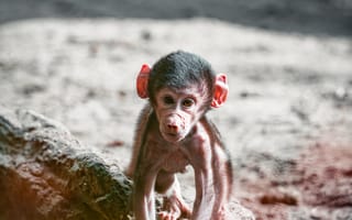 Картинка животные, животное, природа, обезьяна, примат, детеныш, маленький