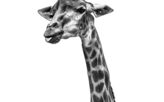 Картинка жираф, животные, животное, природа, черно-белый, черный, монохром, монохромный