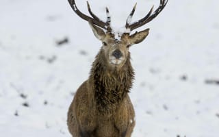 Картинка олень, животные, животное, природа, снег, зима, самец, рог, рога