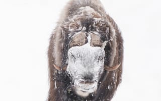 Картинка бизон, зубр, бык, животное, животные, природа, снег, белый, зима