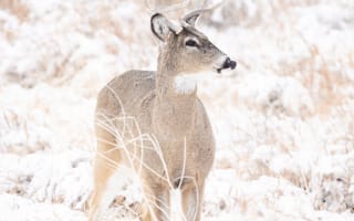 Картинка олень, животные, животное, природа, зима, снег