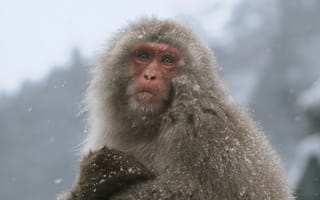 Картинка макака, обезьяна, примат, животное, животные, природа, снег, зима