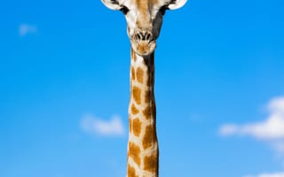 Картинка жираф, животные, животное, природа, небо, облака, туча, облако, тучи