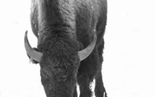 Картинка бык, рогатый, животные, животное, природа, снег, зима