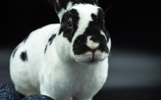 Картинка кролик, животные, животное, природа