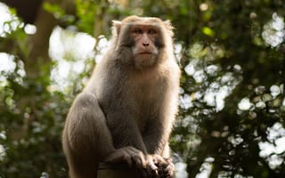 Картинка обезьяна, примат, животное, животные, природа, лес, деревья, дерево