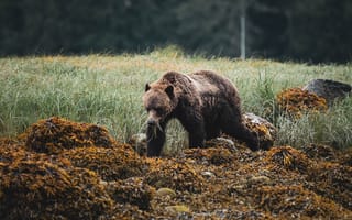 Картинка медведь, животные, животное, природа, лес, деревья, дерево, река