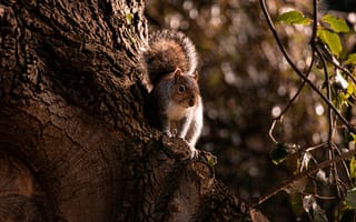 Картинка белка, грызун, животные, животное, природа