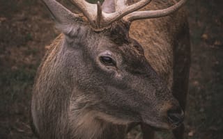 Картинка животные, животное, природа, олень, самец, рог, рога