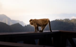 Картинка обезьяна, примат, животное, животные, природа