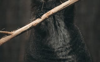 Картинка кенгуру, животные, животное, природа, черный