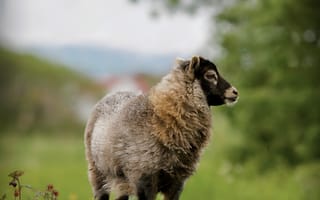 Картинка овца, ягненок, животные, животное, природа, трава, растение