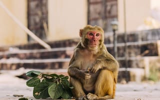 Картинка обезьяна, примат, животное, животные, природа