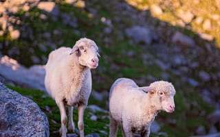 Картинка овца, ягненок, животные, животное, природа, гора