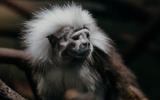 Картинка капуцин, обезьяна, примат, животное, животные, природа