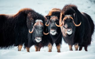 Картинка бизон, зубр, бык, животное, животные, природа, зима, снег