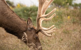 Картинка олень, животные, животное, природа, самец, рог, рога