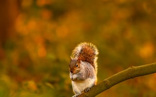 Картинка белка, грызун, животные, животное, природа, лес, деревья, дерево, осень