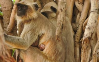 Картинка обезьяна, капуцин, примат, животное, животные, природа