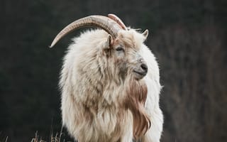 Картинка коза, козел, животное, животные, природа, самец, рог, рога