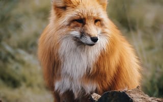 Картинка лиса, животное, животные, природа