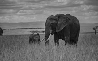 Картинка слон, животное, животные, природа, детеныш, маленький, саванна, сухая, Африка, африканская, черно-белый, черный, монохром, монохромный