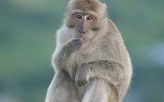 Картинка обезьяна, примат, животное, животные, природа