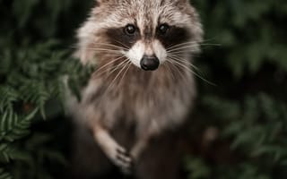 Картинка енот, полосатый, животное, животные, природа