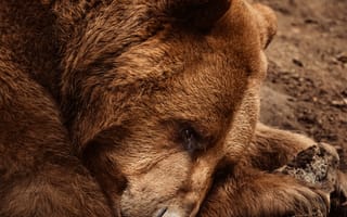 Картинка медведь, животные, животное, природа