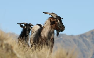 Картинка коза, животное, животные, природа