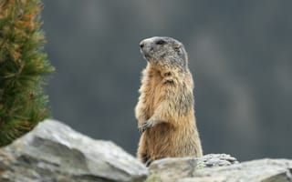 Картинка суслик, грызун, животное, животные, природа