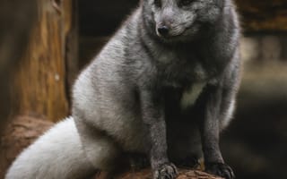 Картинка песец, полярная лиса, животное, животные, природа