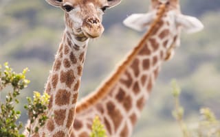 Картинка жираф, животные, животное, природа, пара, двое