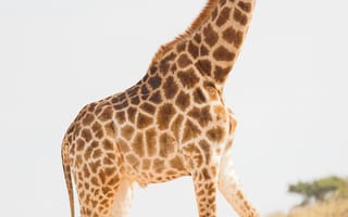 Картинка жираф, животные, животное, природа