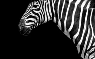 Картинка зебра, животные, животное, природа, amoled, амолед, черный, черно-белый, монохром, монохромный