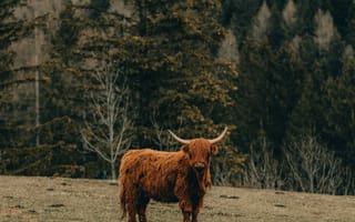 Картинка бык, рогатый, животные, животное, природа, лес, деревья, дерево