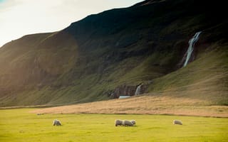 Картинка природа, пейзаж, гора, поле, луг, овца
