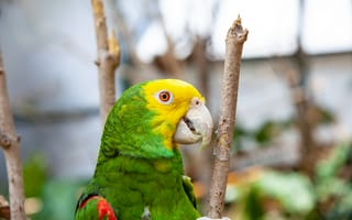 Картинка попугай, птица, птицы, животное, животные, зеленый