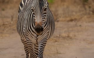 Картинка зебра, животные, животное, природа, саванна, сухая, Африка, африканская